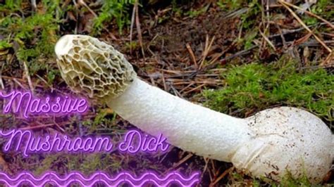 penis mushroom head|Glans penis